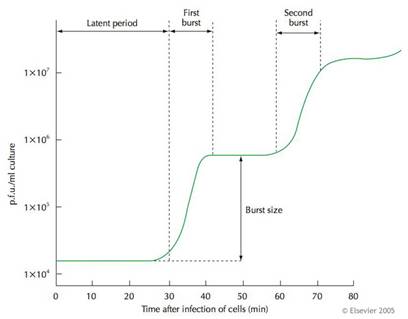 Random graph grabbed off a site talking about virus growth.